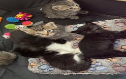 Persian cats for sale: Shorthair Doll face Persian X British longhair  - Image 8