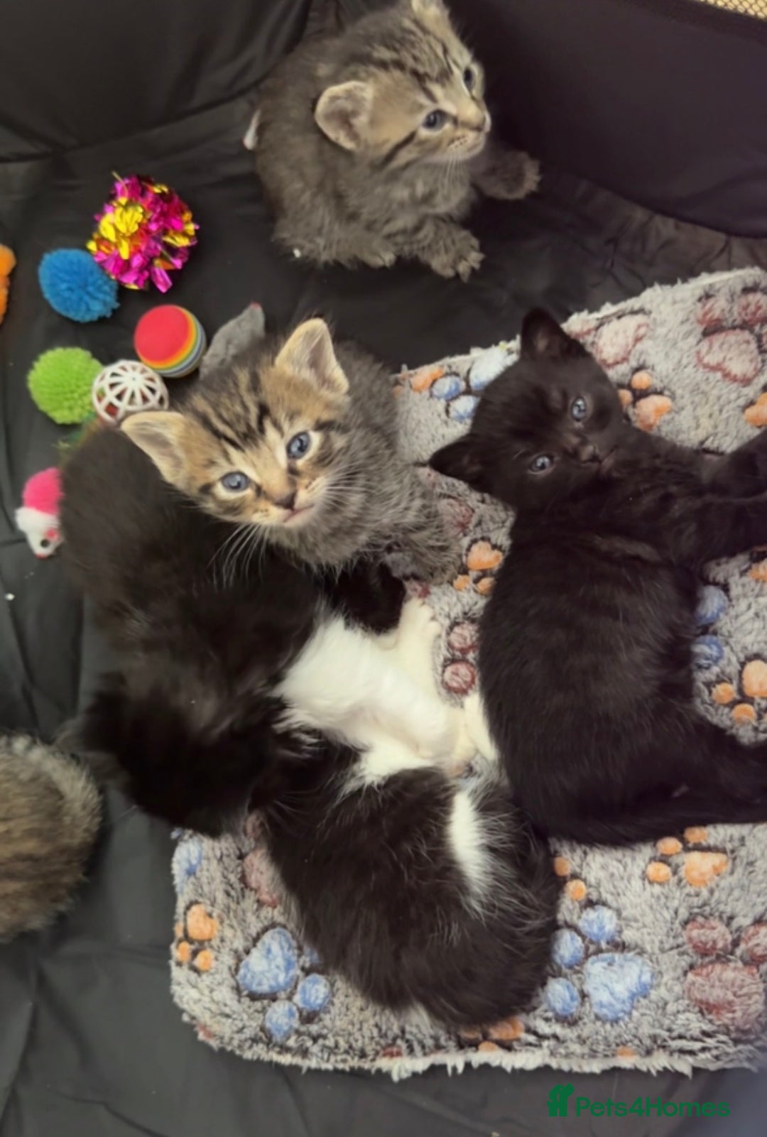 Persian cats for sale: Shorthair Doll face Persian X British longhair  - Image 8
