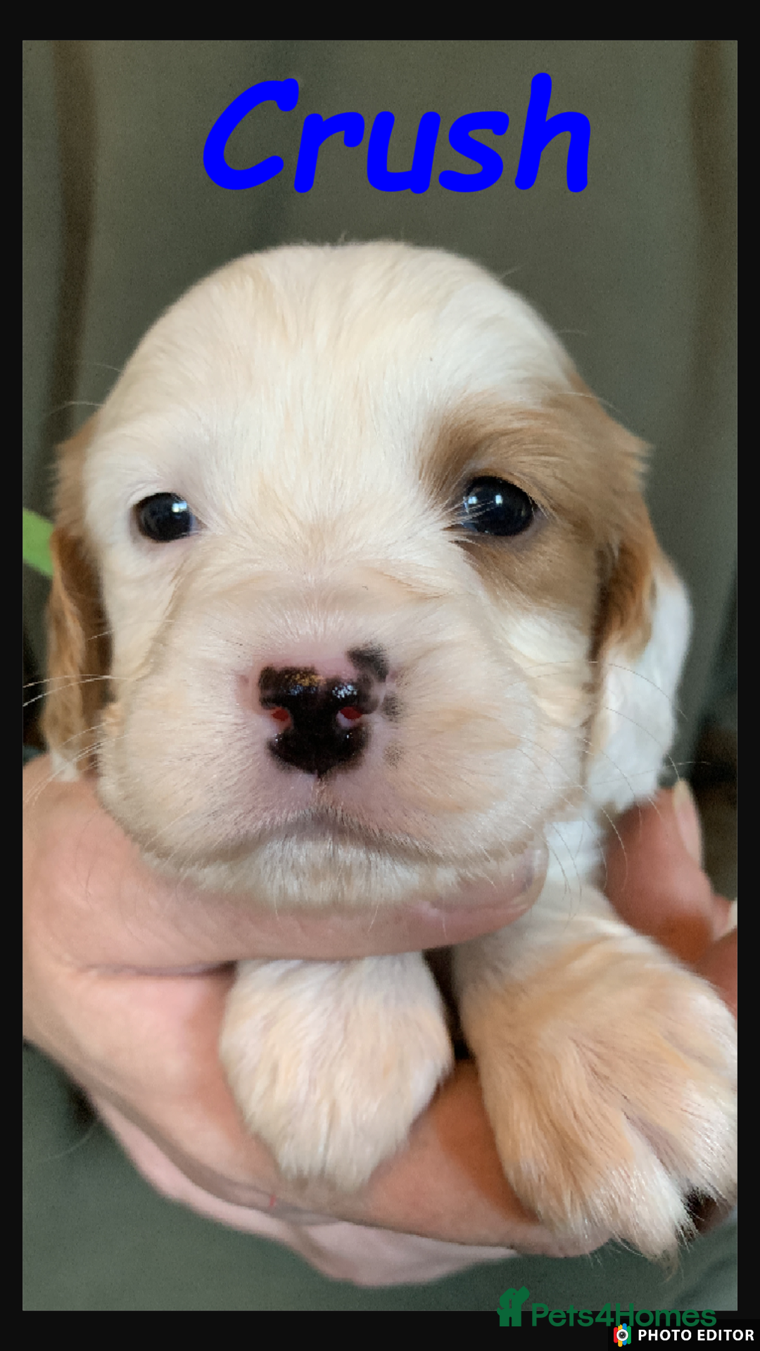 Cockalier dogs for sale: Beautiful Cockalier Pups – Loving Homes Await - Advert 17