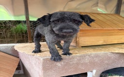 Mixed Breed dogs for adoption: Buzz needs a home - Image 2