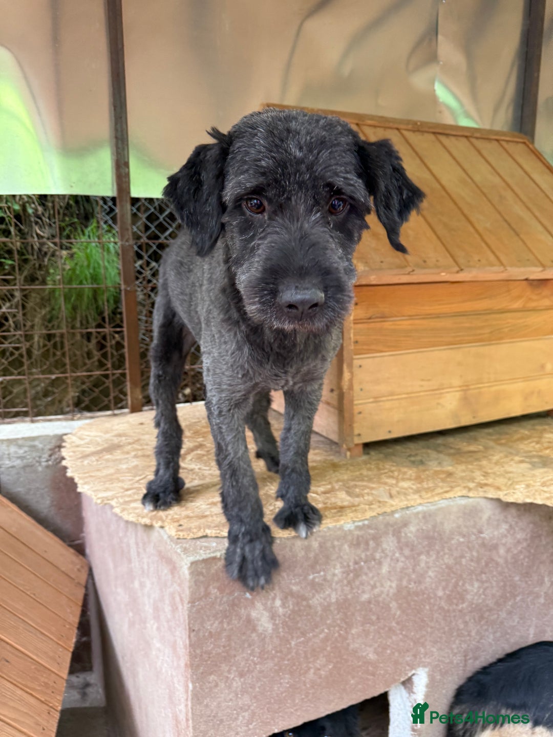 Mixed Breed dogs for adoption: Buzz needs a home - Image 2