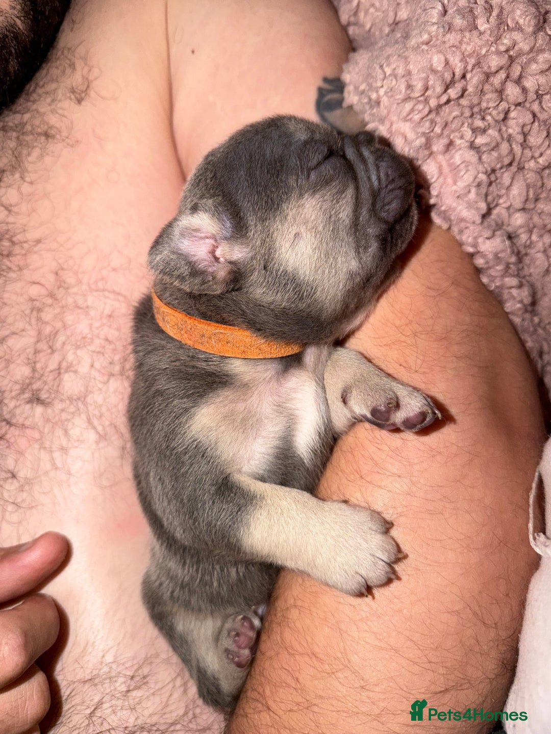 French Bulldog dogs for sale: French bulldog puppies  - Advert 10