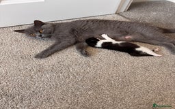 Mixed Breed cats for sale: 🐾 Half British Shorthair Kittens Available! 🐾 - Image 29