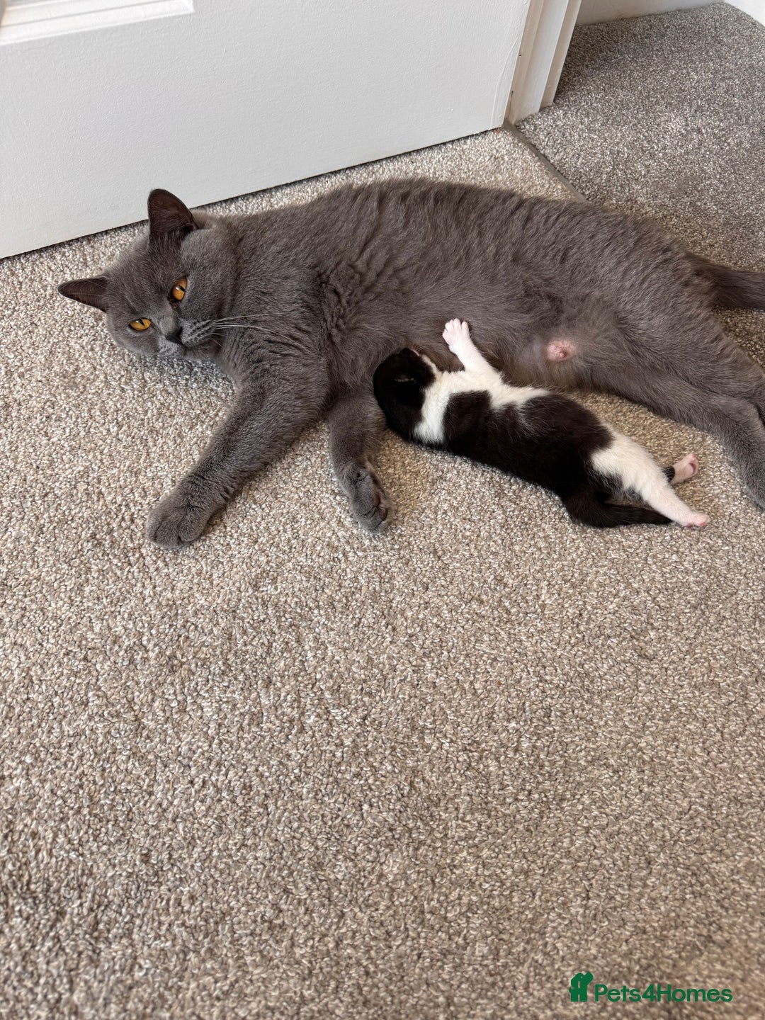 Mixed Breed cats for sale: 🐾 Half British Shorthair Kittens Available! 🐾 - Image 29