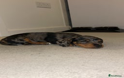Dachshund dogs for sale: Female Dapple Dachshund   - Advert 4
