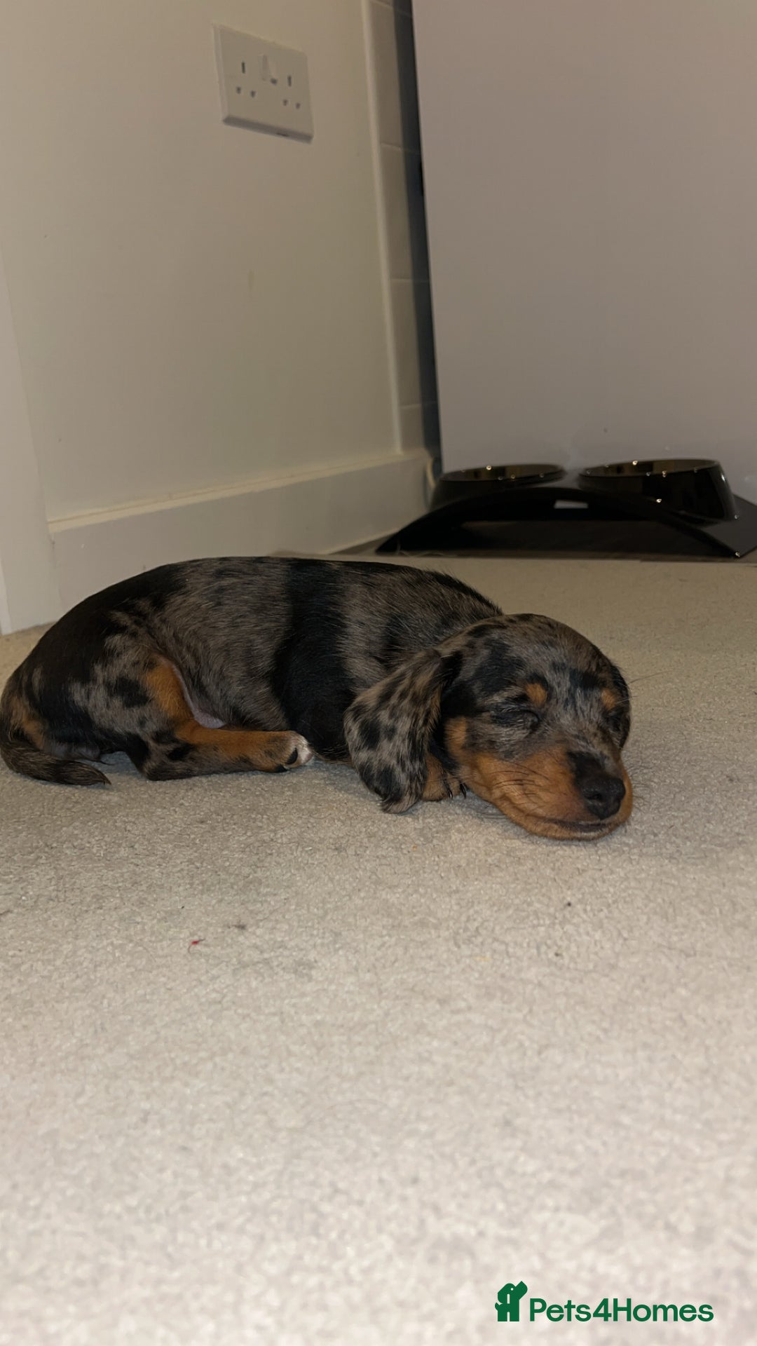 Dachshund dogs for sale: Female Dapple Dachshund   - Advert 4