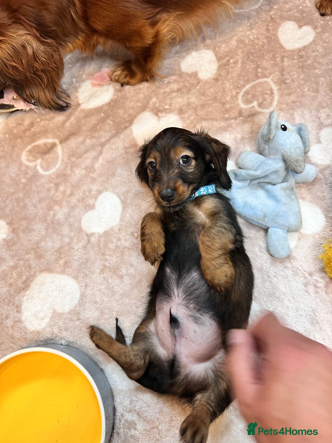 Miniature Dachshund dogs for sale: Miniature Long-Haired Dachshund Puppies - Image 7