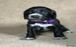 Cocker Spaniel dogs for sale: Beautiful Cocker Spaniel Puppies - Advert 5