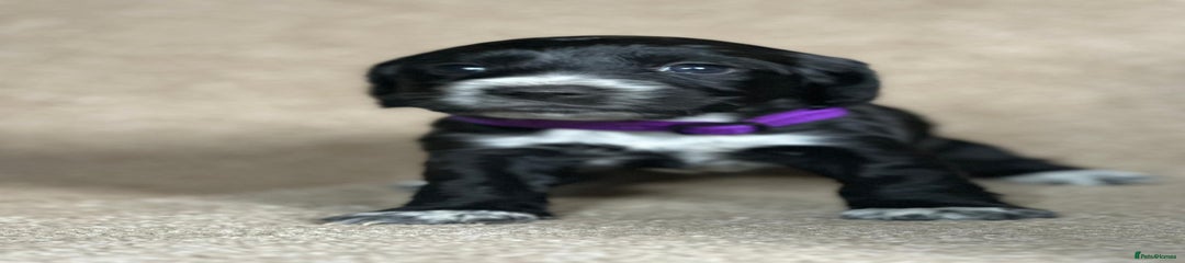 Cocker Spaniel Puppy 6