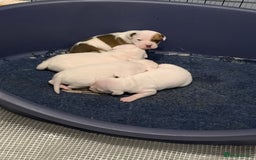 Staffordshire Bull Terrier dogs for sale: Staffordshire Bull terrier Puppies  - Image 4