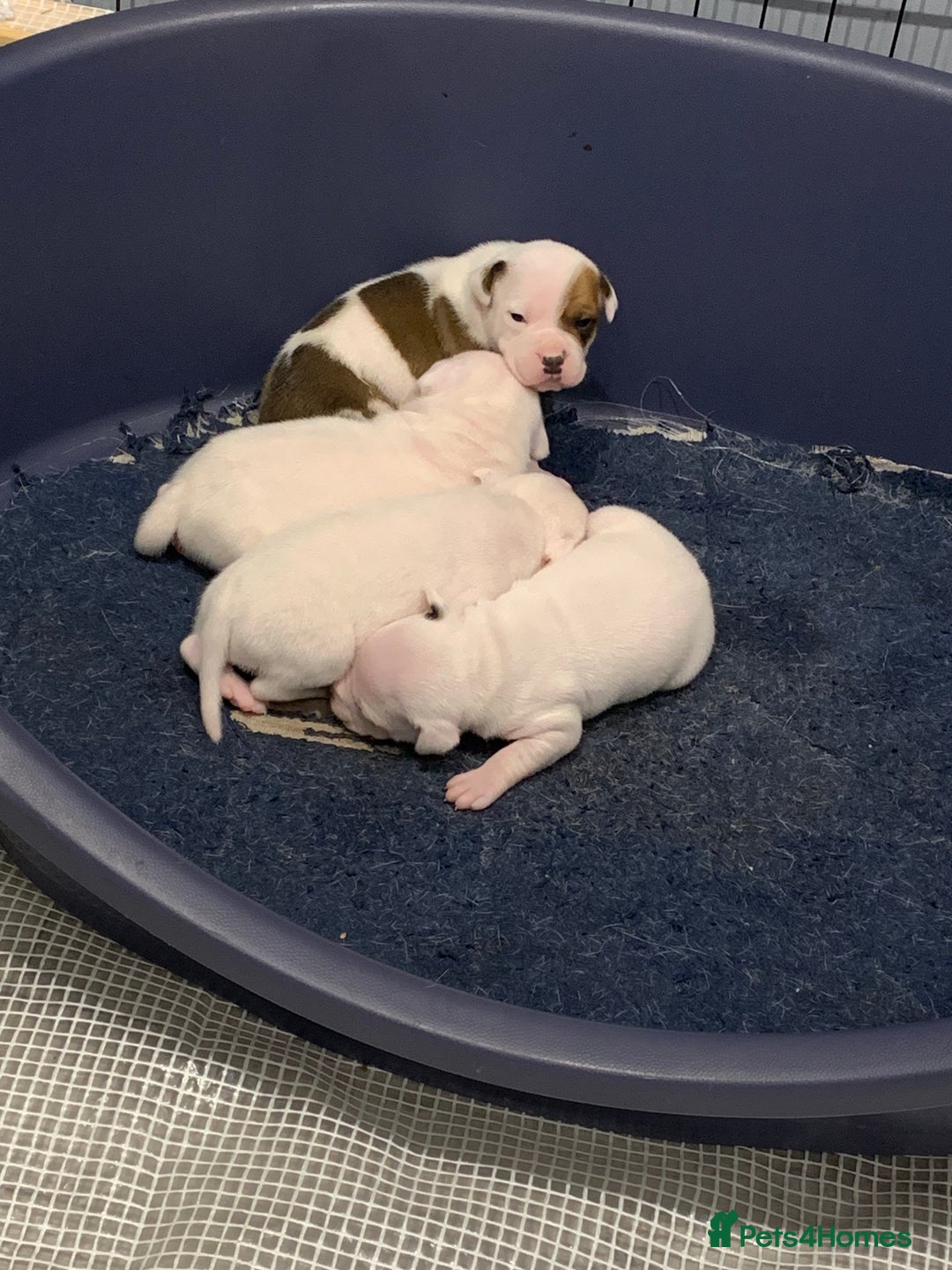 Staffordshire Bull Terrier dogs for sale: Staffordshire Bull terrier Puppies  - Image 4