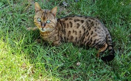 Mixed Breed cats for sale: 3/4 Bengal Kittens  - Image 16