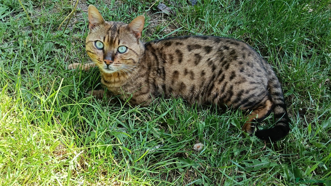 Mixed Breed cats for sale: 3/4 Bengal Kittens  - Image 16