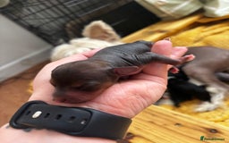 Chinese Crested dogs for sale: Chinese crested powderpuff ready September 12th - Image 7