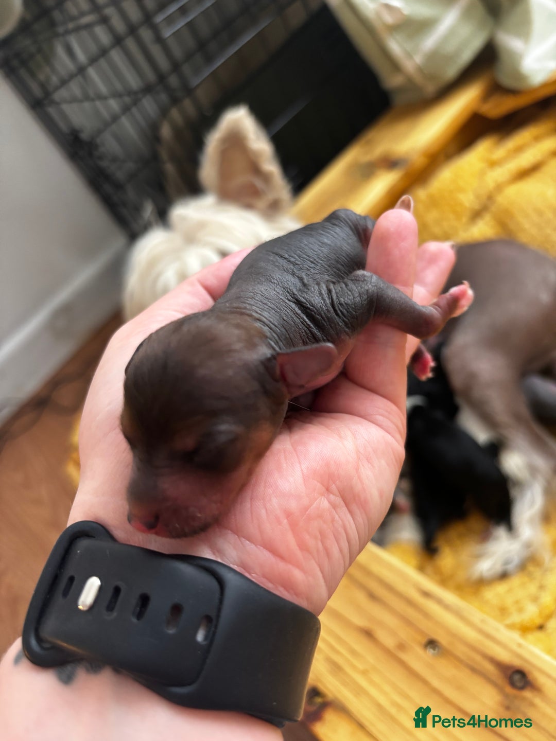 Chinese Crested dogs for sale: Chinese crested powderpuff ready September 12th - Image 7