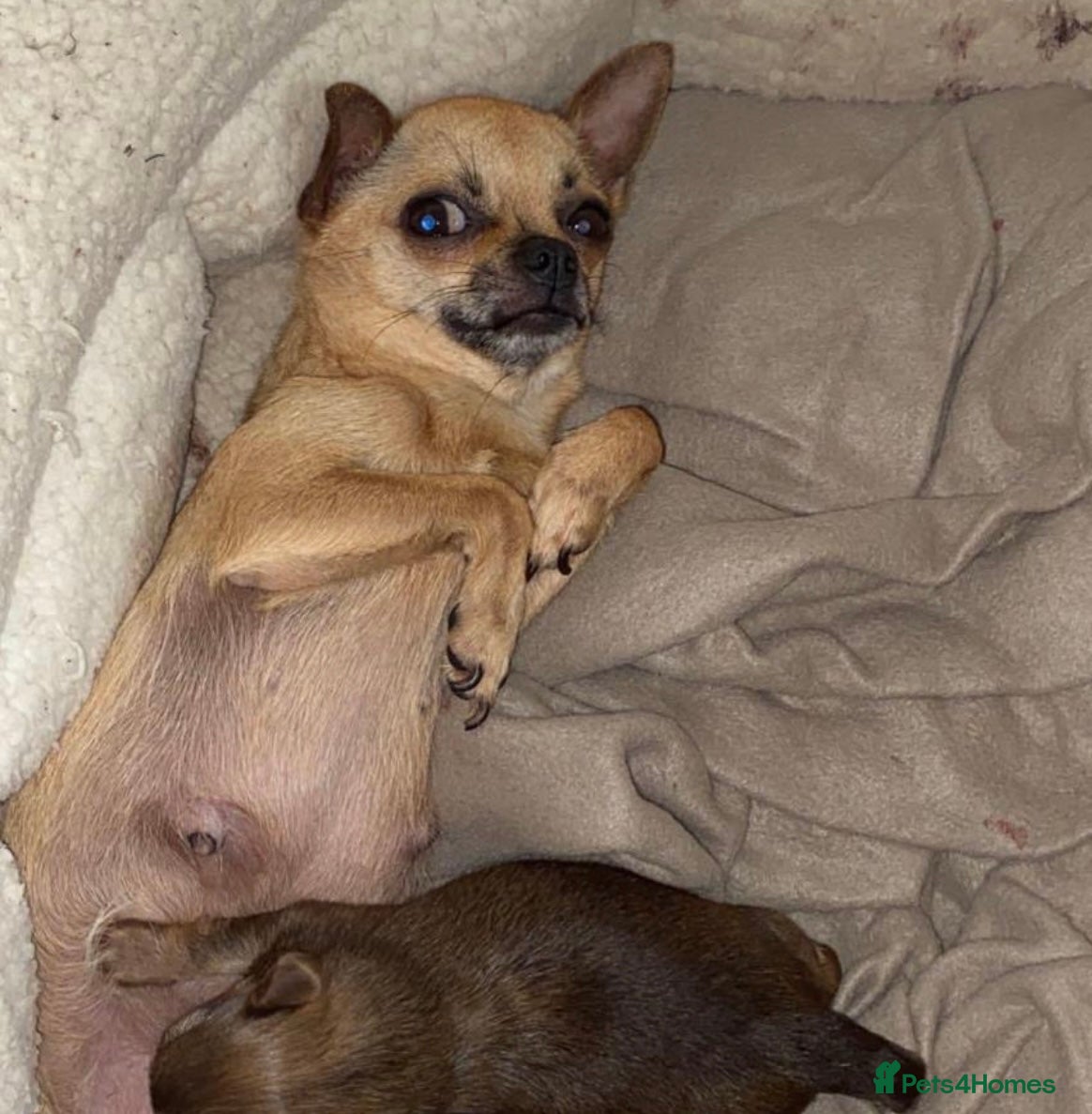 Chihuahua dogs Pedigree Tri colour short haired chihuahua boy - Advert 12