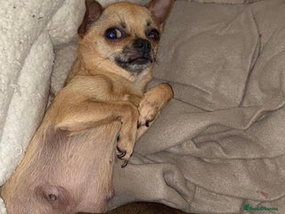 Chihuahua dogs Tri coloured male chihuahua ready to leave - Advert 1