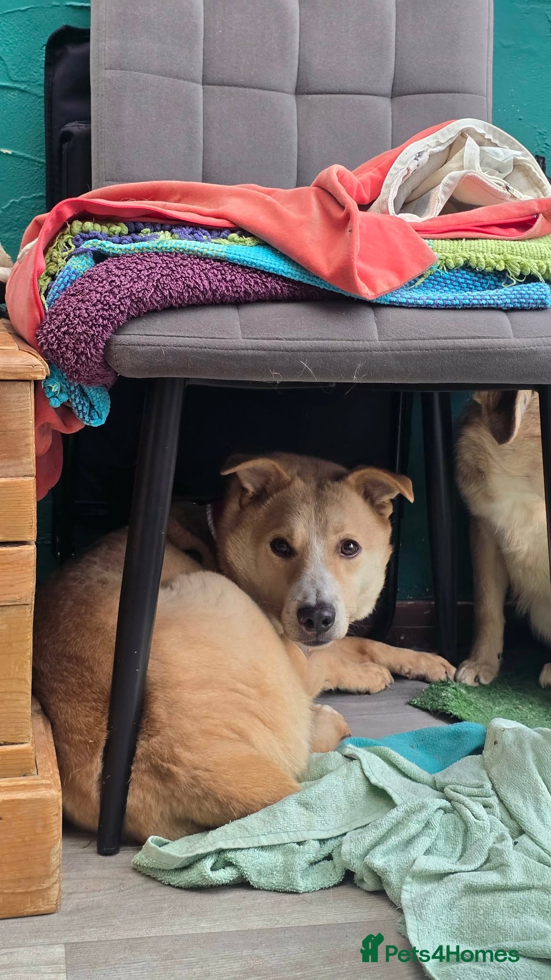 Mixed Breed dogs for adoption: Barney for adoption - Advert 5