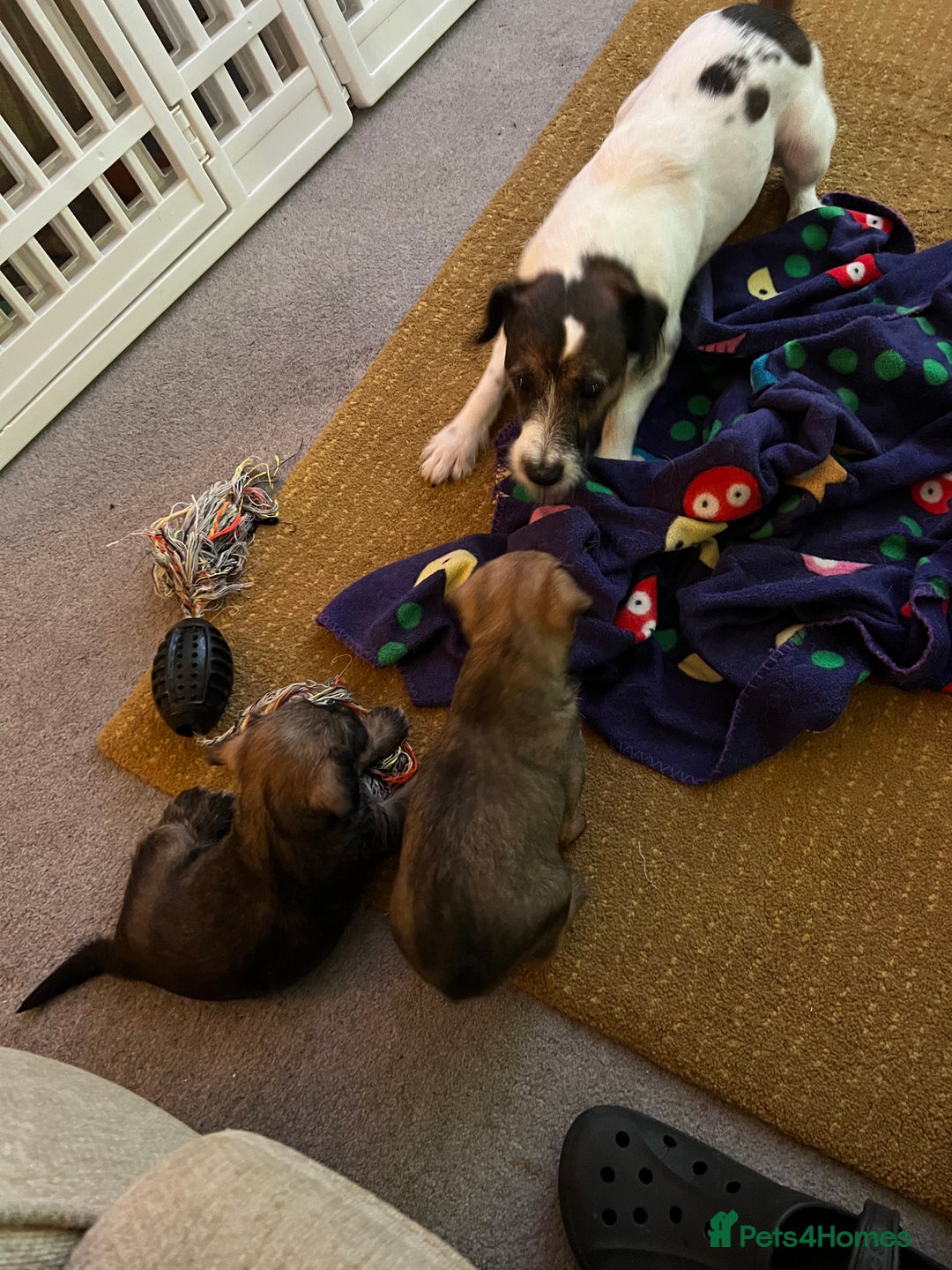 Mixed Breed dogs for sale: Schnackadoodles (Mini Schnauzer X Jackadoodle) - Image 15