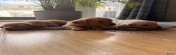 Miniature Dachshund dogs for sale: Miniature Long Haired Dachshund  - Advert 13
