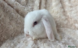Mini Lop rabbits for sale: Pure Bred Mini Lop Baby Rabbits - Image 3