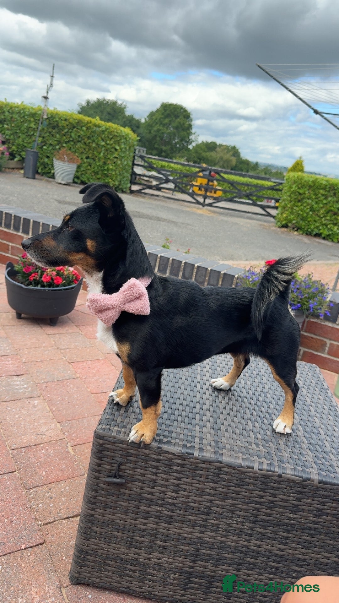 Mixed Breed dogs for sale: Jack Russel cross Chihuahua  - Advert 2