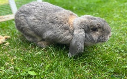 French Lop rabbits for sale: Female opal giant French lop - Image 2