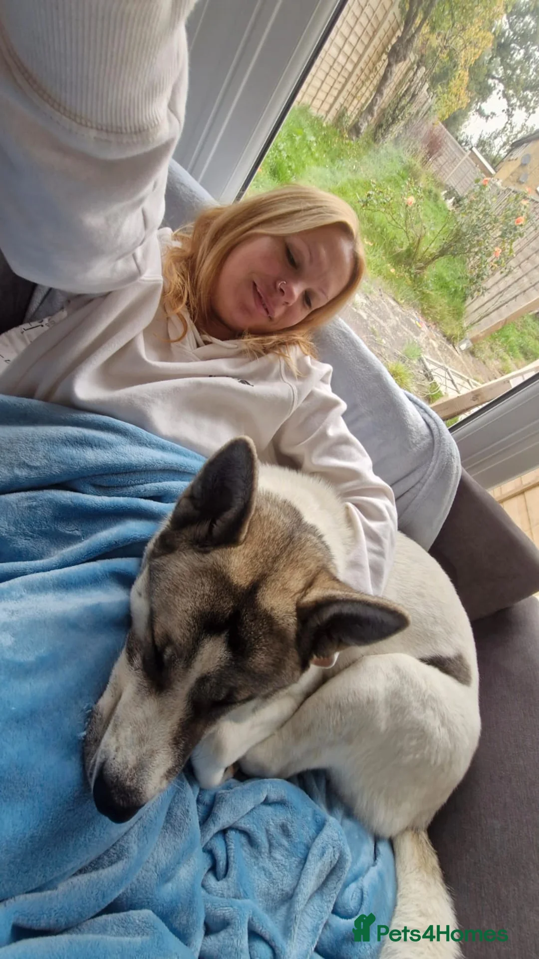 Akita dogs for sale: Sweet Fluffy Girl Dog - Advert 11