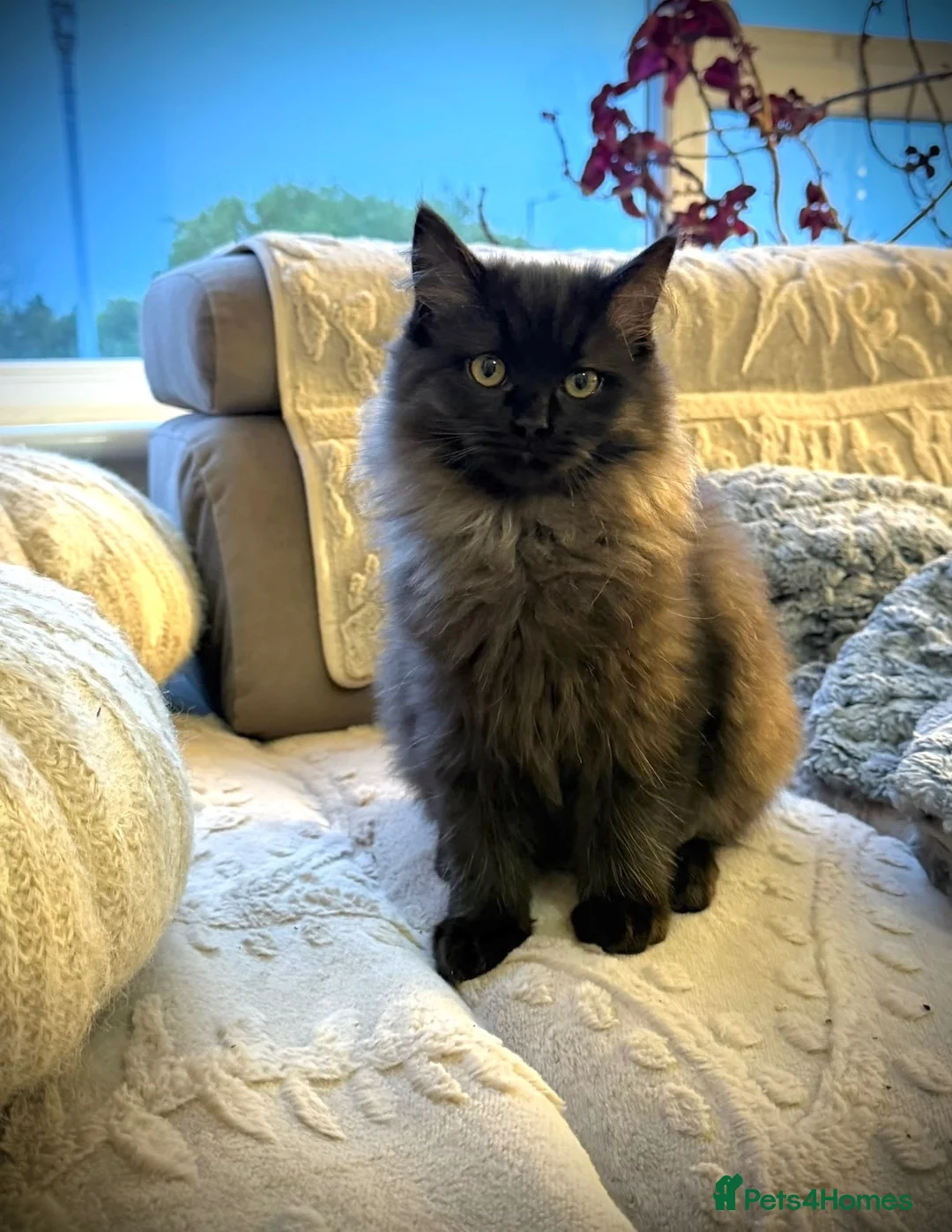Ragdoll cats for sale: Two beautiful ragdoll brothers  - Advert 2
