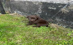 Springador dogs for sale: Springador Puppies - Image 11