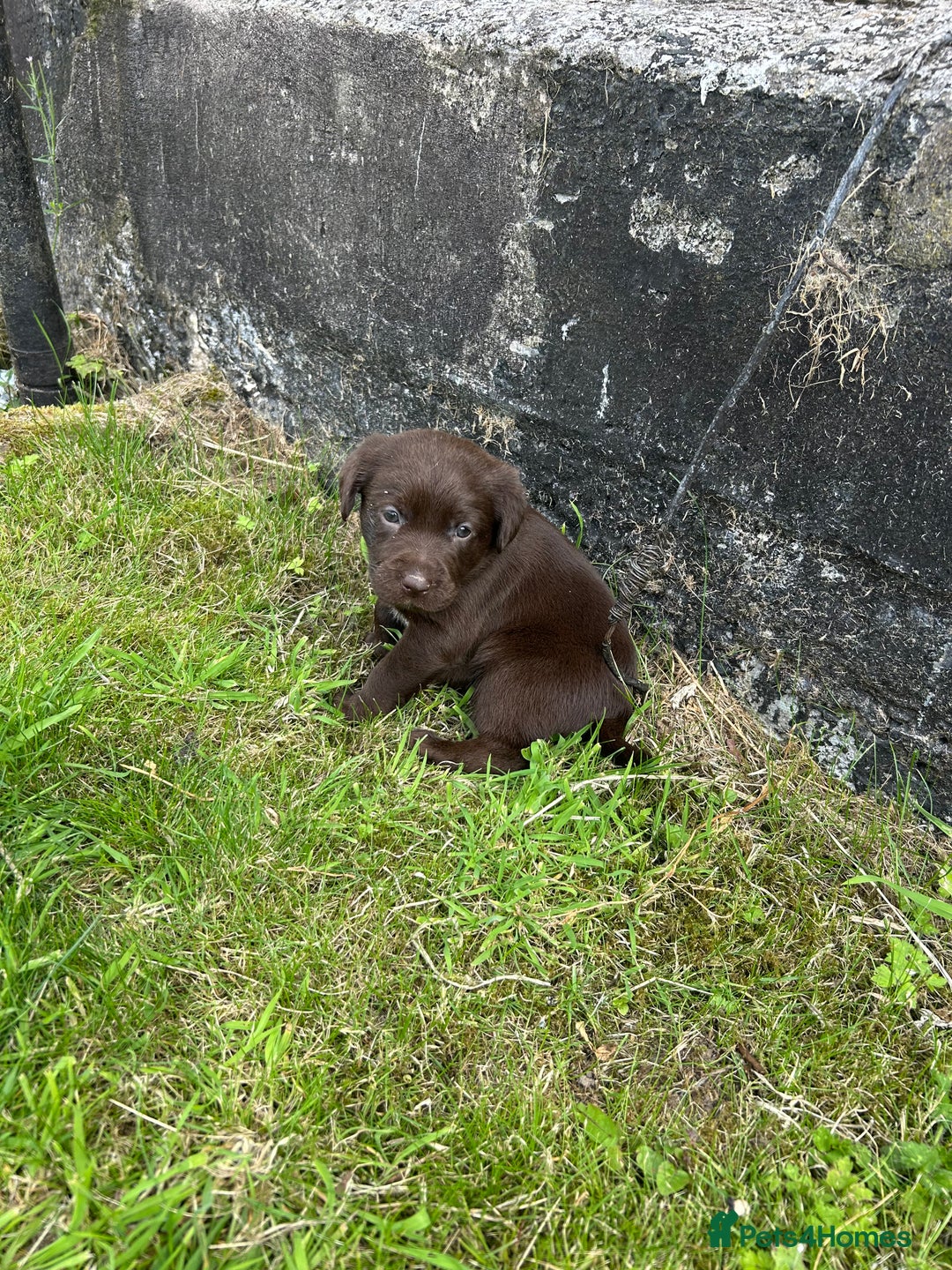 Springador dogs for sale: Springador Puppies - Image 11