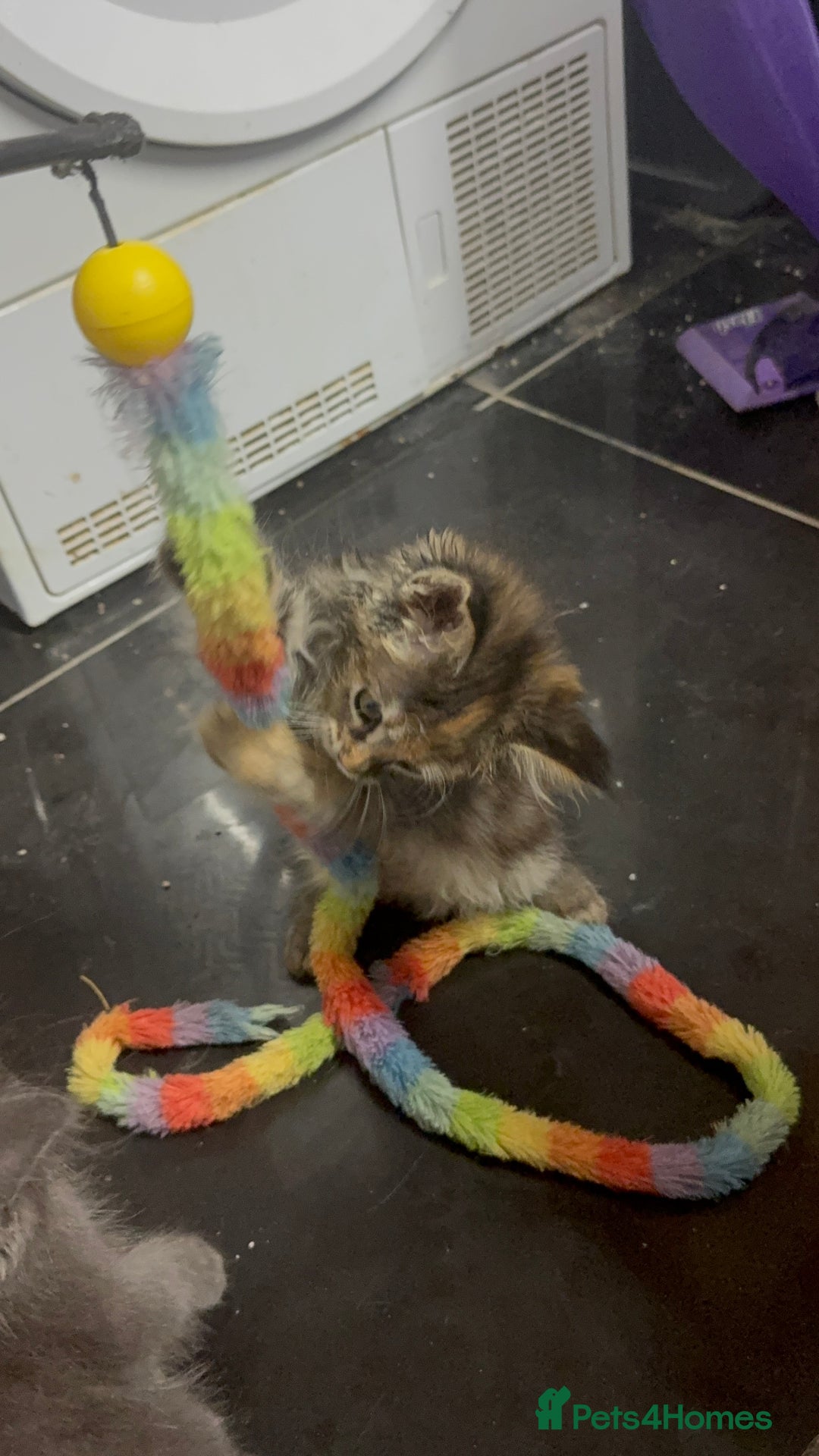 Ragdoll cats for sale: Ragdoll cross Mainecoon kittens  - Image 7
