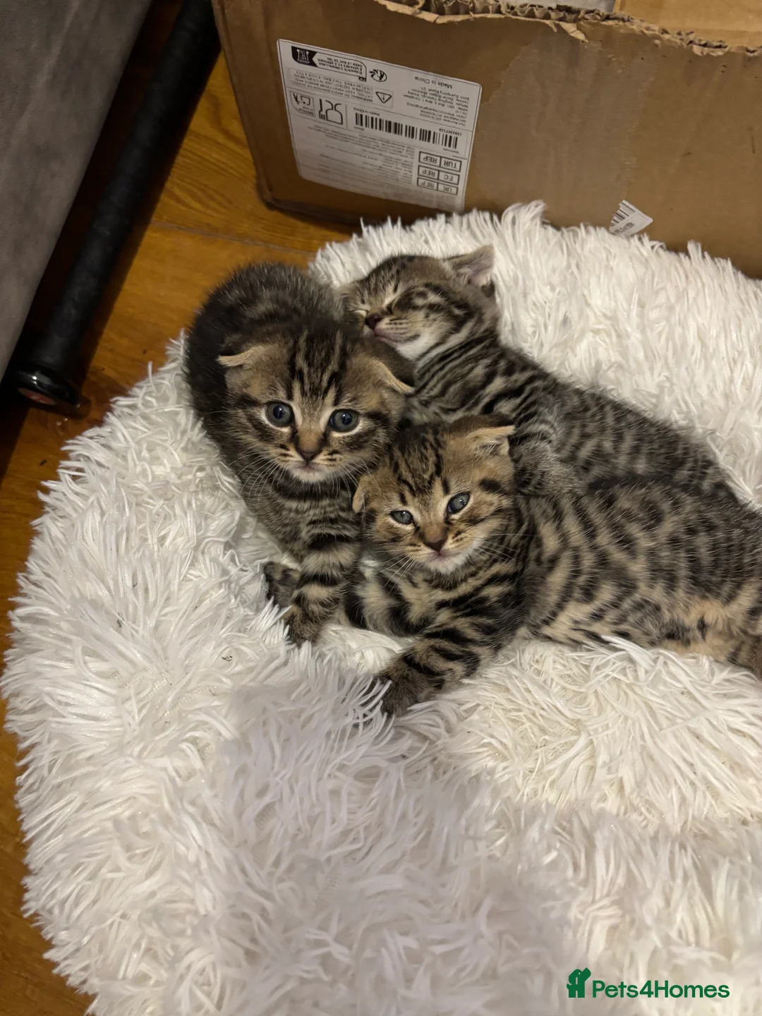 Mixed Breed cats for sale: Tabby Scottish Fold kittens - Advert 5