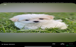 Maltese dogs for sale: maltese pup needs love  - Image 2