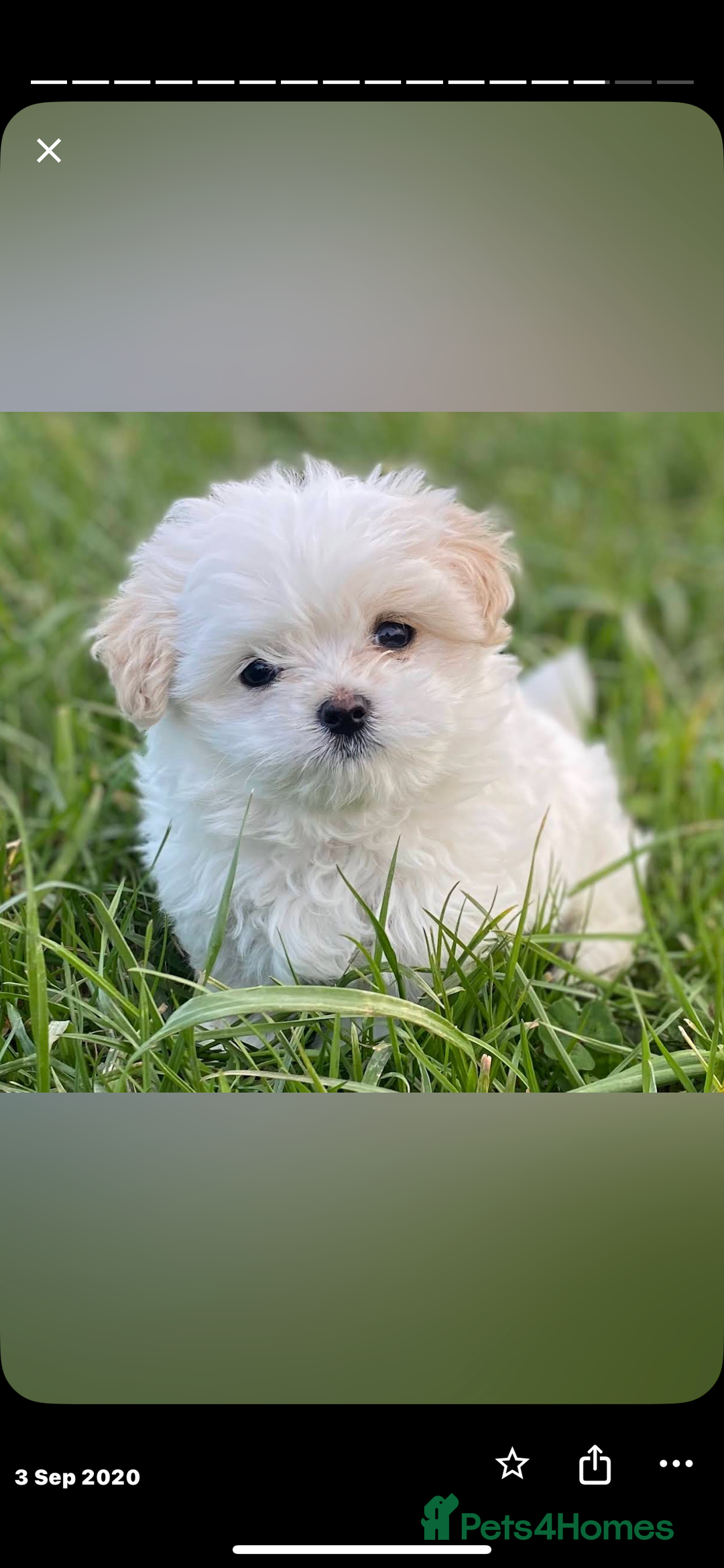 Maltese dogs for sale: maltese pup needs love  - Image 2