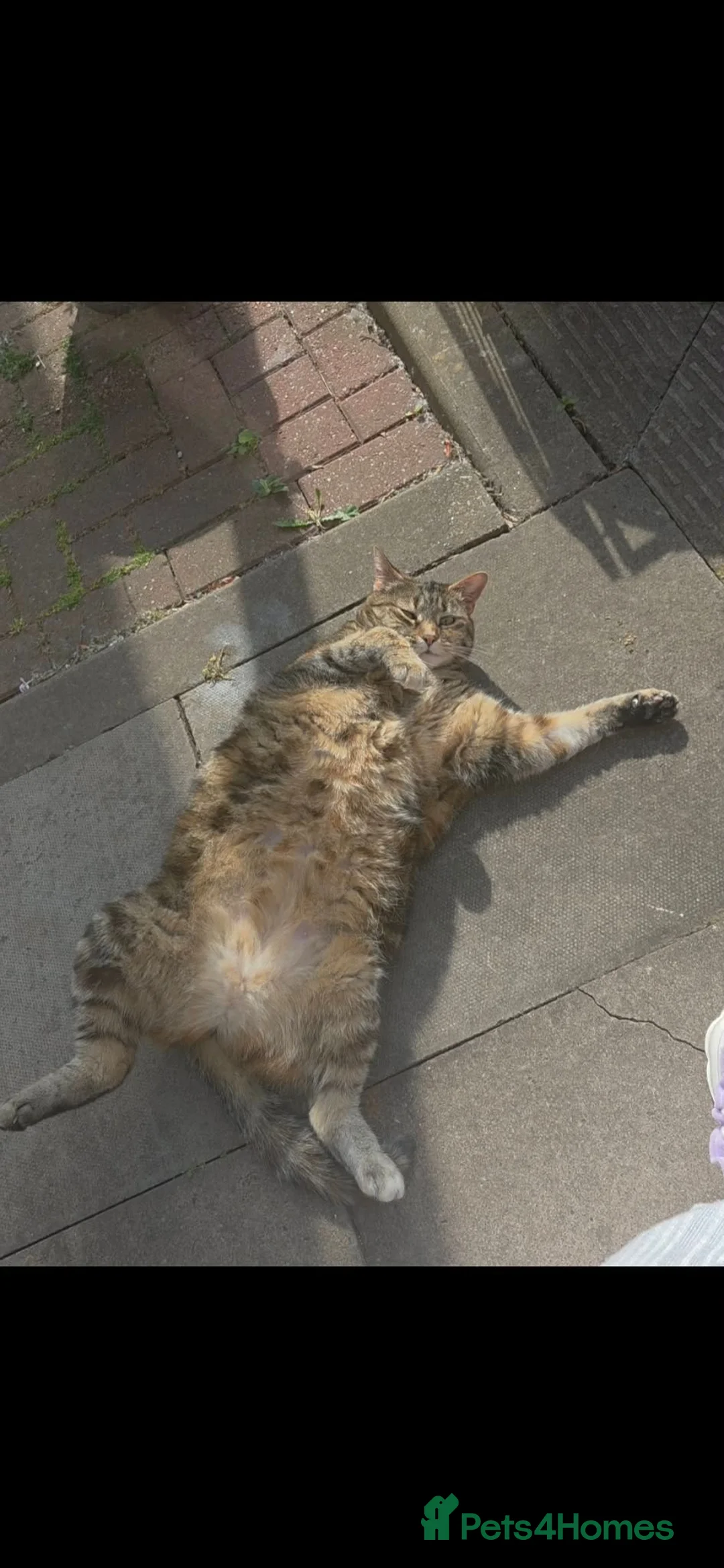 Mixed Breed cats for sale: Beautiful tabby cat for rehoming. (Lily) in Coventry - Advert 1