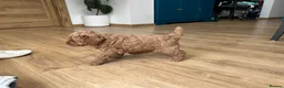 Cockapoo dogs for sale: Adorable Cockapoo Puppies Ready for Loving Homes in Leeds - Advert 12