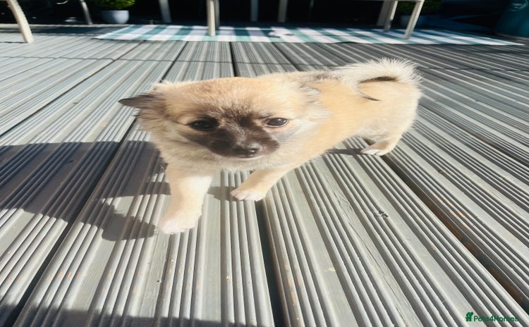 Chihuahua dogs for sale - Advert 1
