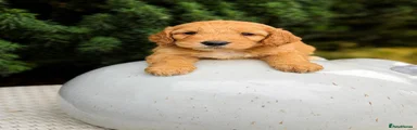 Cockapoo 1