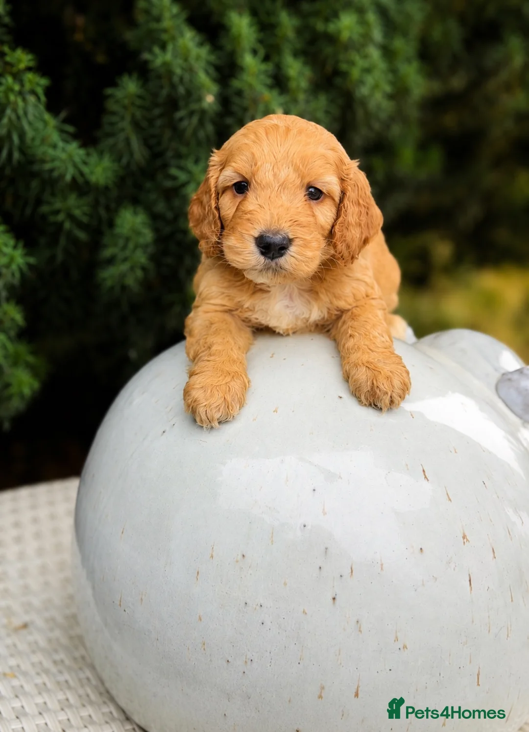 Cockapoo dogs for sale: Stunning unusual cockapoos  - Advert 11