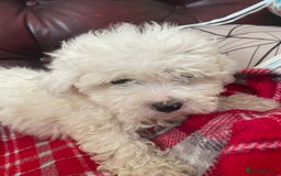 Poochon dogs for sale: Toy Bichon poodle - Image 10
