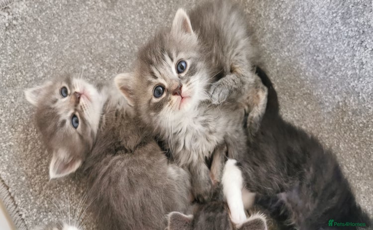 Siberian cats - Advert 1