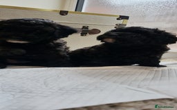 Cockapoo dogs for sale: Mr David  - Image 7