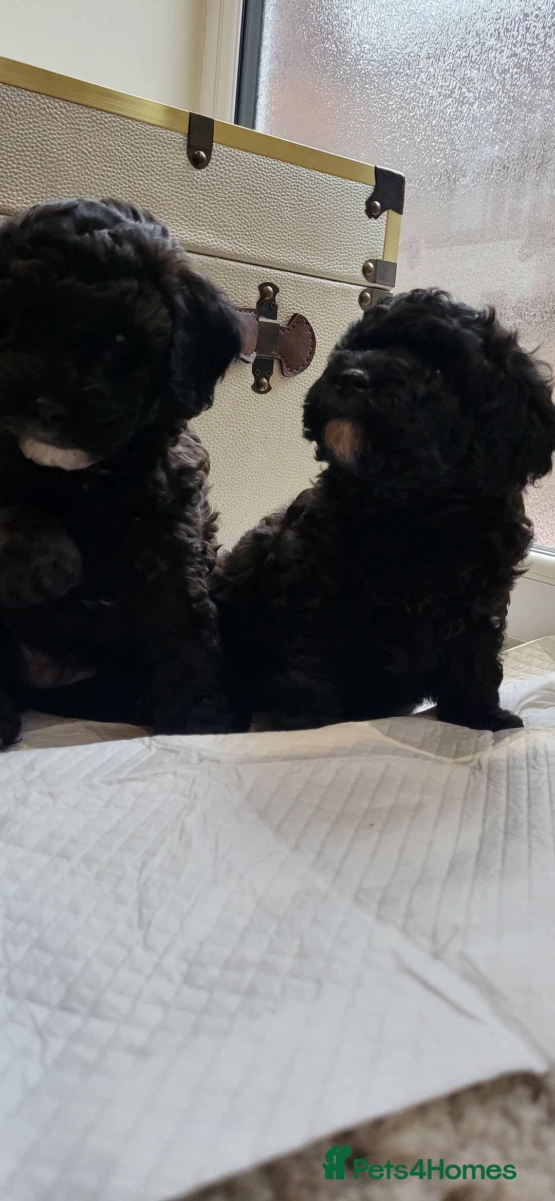Cockapoo dogs for sale: Mr David  - Image 7