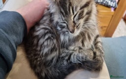 Mixed Breed cats for sale: female kitten, 10 weeks - Image 1