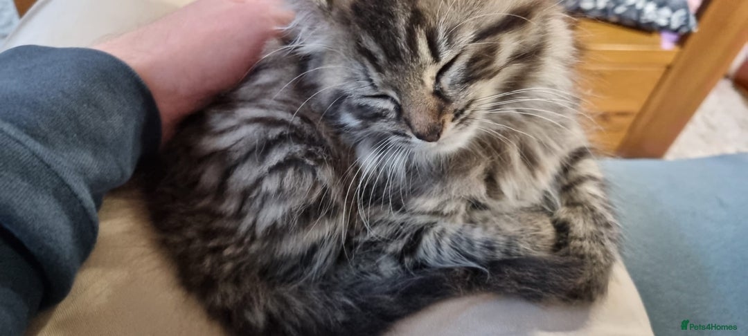 Mixed Breed cats for sale: female kitten, 10 weeks - Image 1