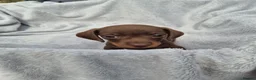 Miniature Dachshund dogs for sale: Gorgeous KC Reg, PRA Clear miniature dachshunds - Advert 25