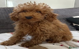 Toy Poodle dogs for sale: Toy poodle girl  - Advert 2