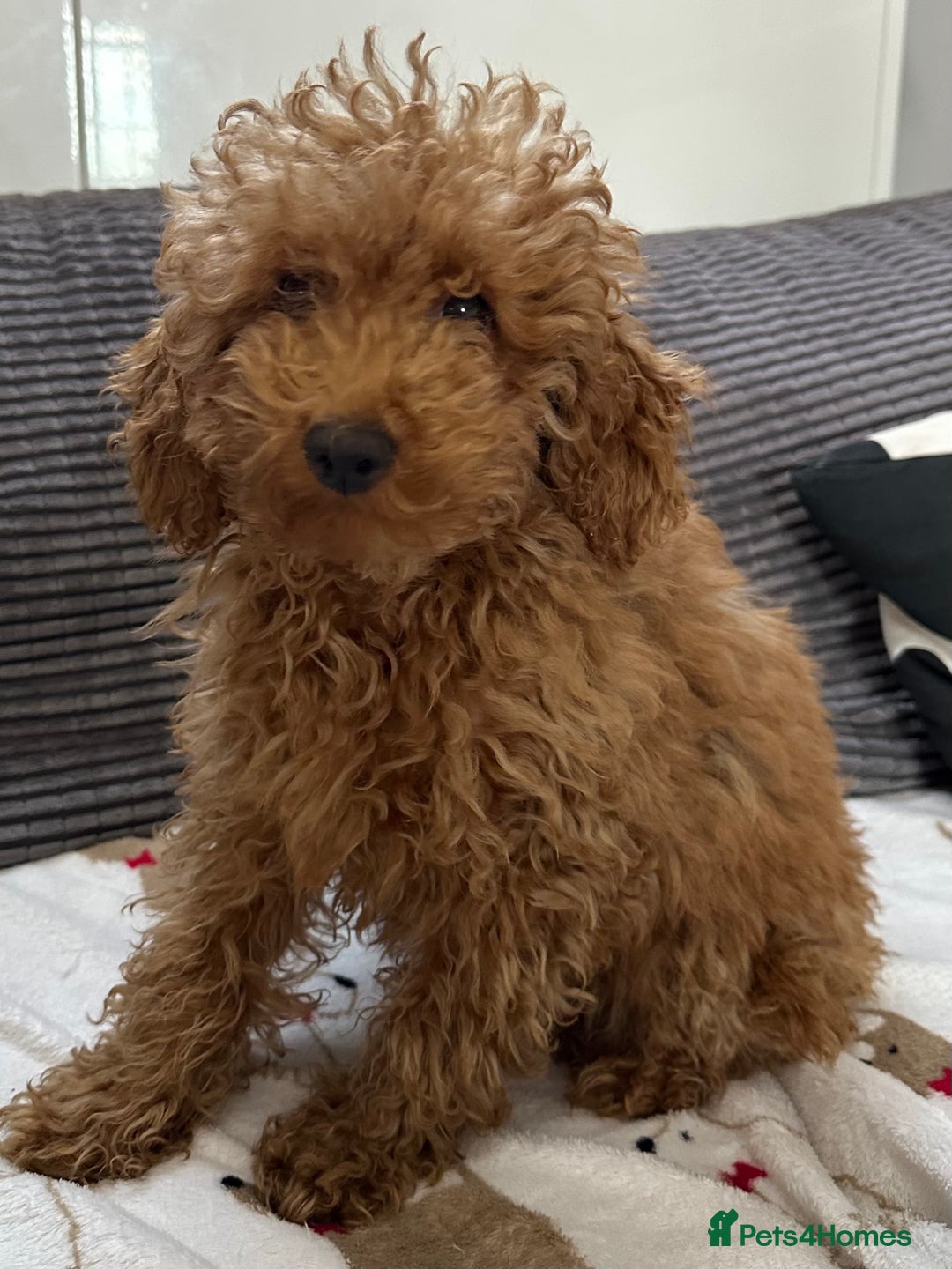 Toy Poodle dogs for sale: Toy poodle girl  - Advert 2