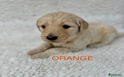 Goldendoodle dogs for sale: 💛F1 Castlecorrie Goldendoodle💛 - Advert 11